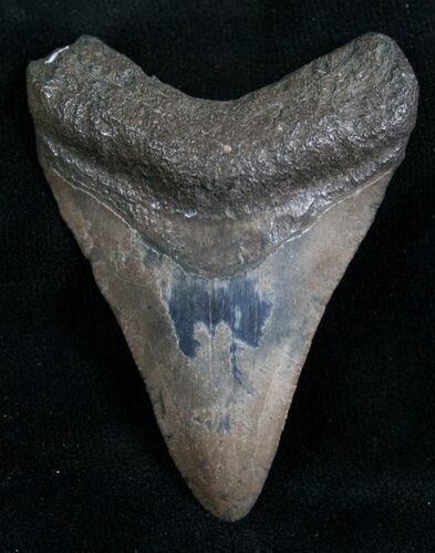 Megalodon Tooth - Peace River, Florida #7311